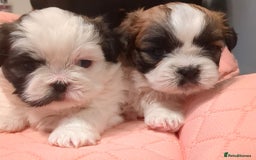 Shih Tzu dogs for sale: Shih Tzu puppies  - Image 5