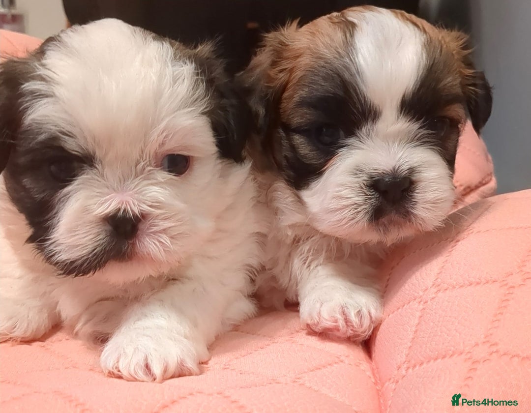 Shih Tzu dogs for sale: Shih Tzu puppies  - Image 5