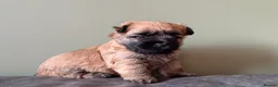 Cairn Terrier dogs for sale: KC reg Female pup off health tested parents  - Advert 11
