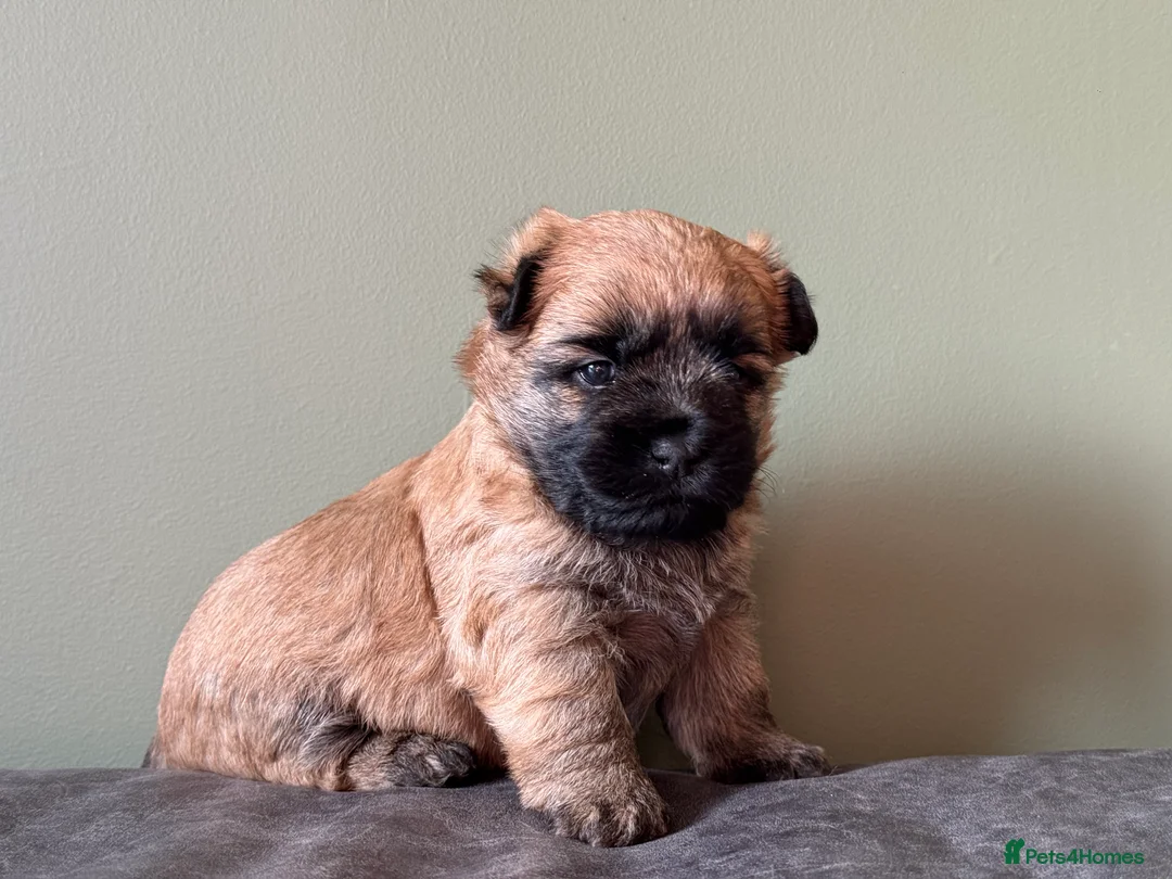 Cairn Terrier dogs for sale: KC reg Female pup off health tested parents  - Advert 11