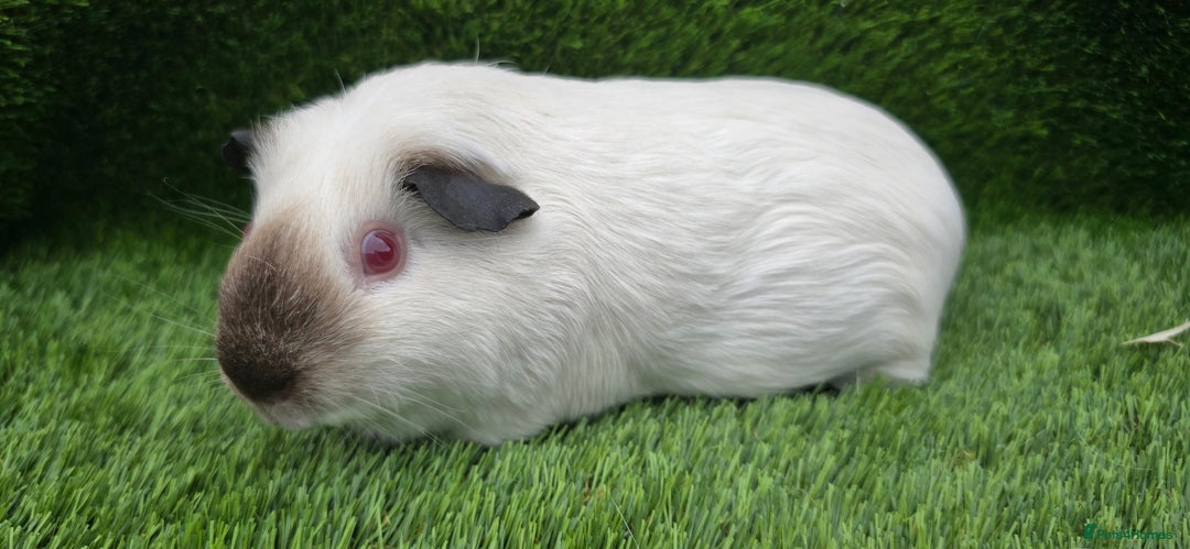 Guinea Pig rodents for sale: 2 Black Himalayans boars  - Image 3