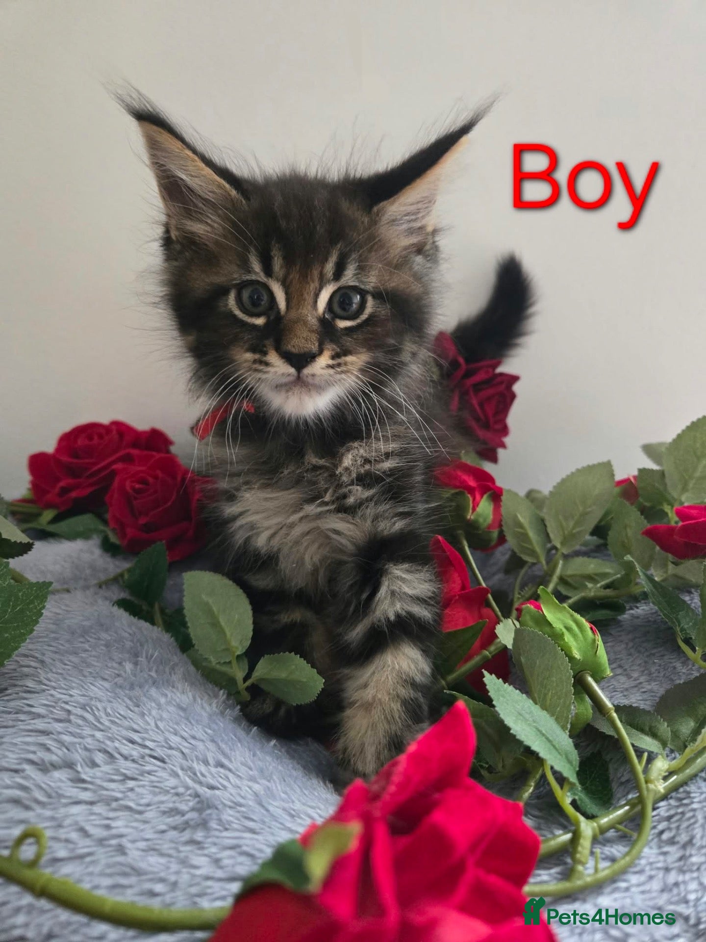 Maine Coon cats 3 TICA registered Maine Coon kittens left. - Advert 2