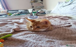 Mixed Breed cats for sale: Adorable Kittens Looking for Loving Homes - Image 2