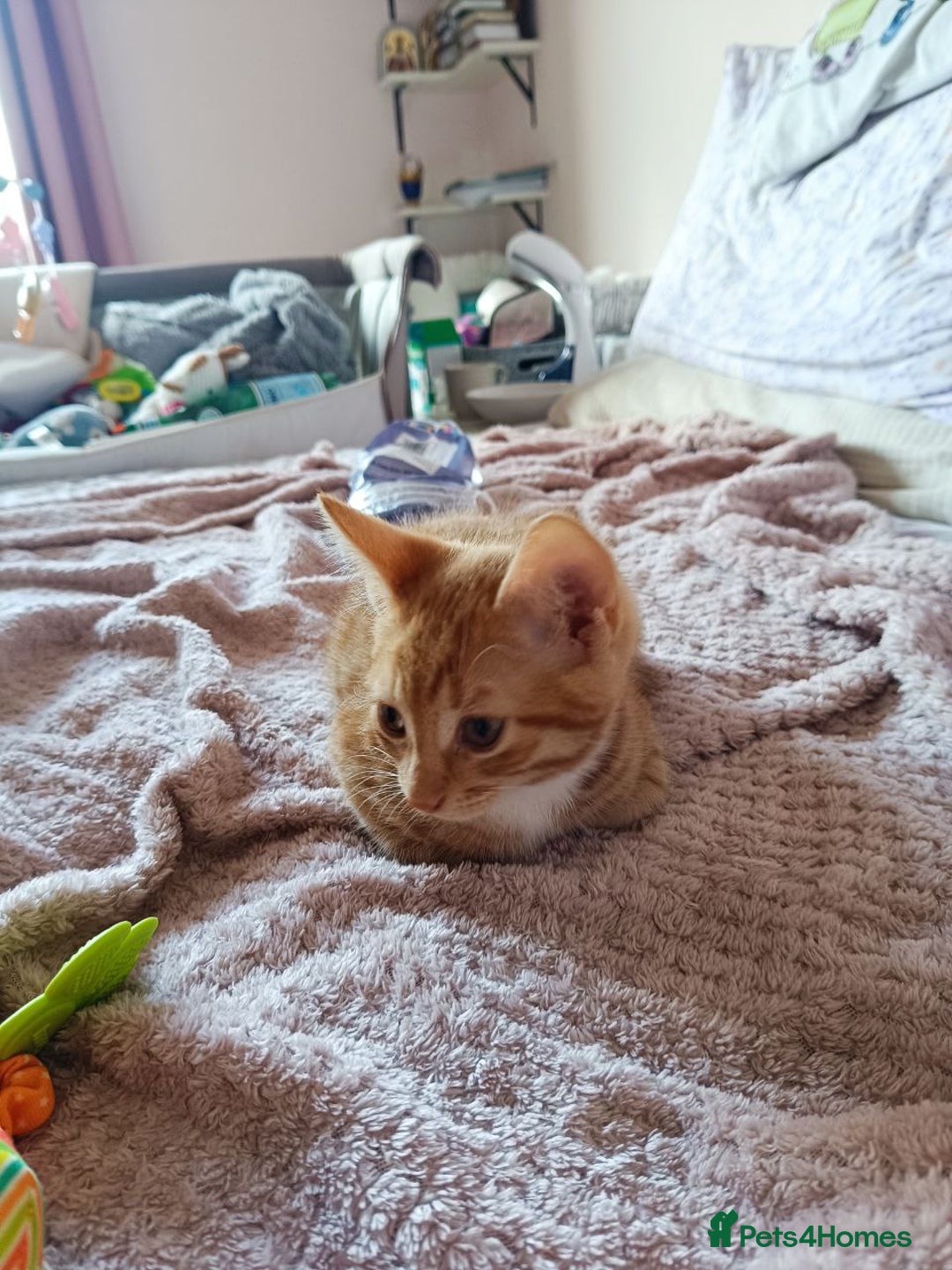 Mixed Breed cats for sale: Adorable Kittens Looking for Loving Homes - Image 2