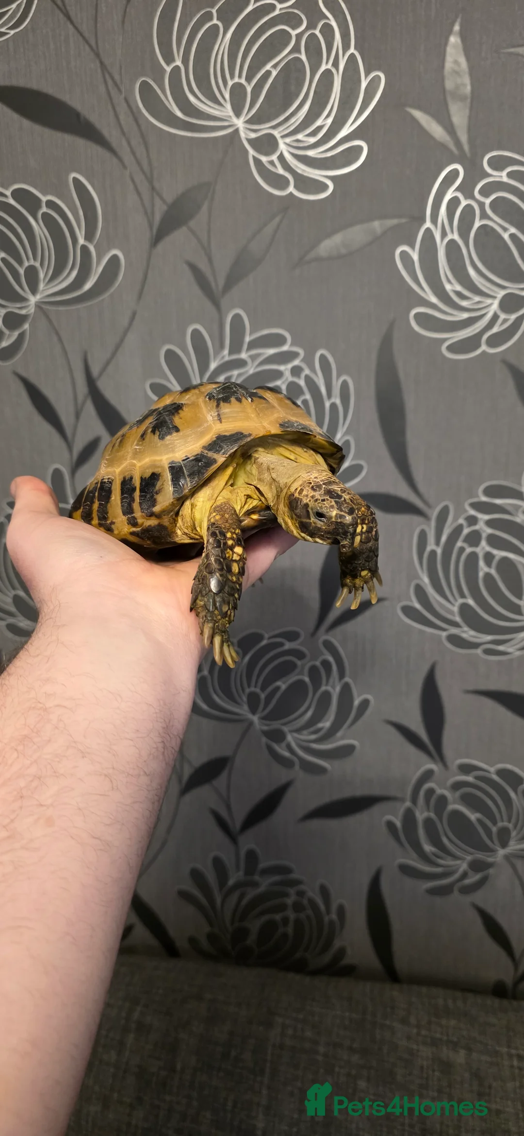 Hermann Tortoise reptiles for sale: Hermann tortoise for sale 🐢 - Advert 5