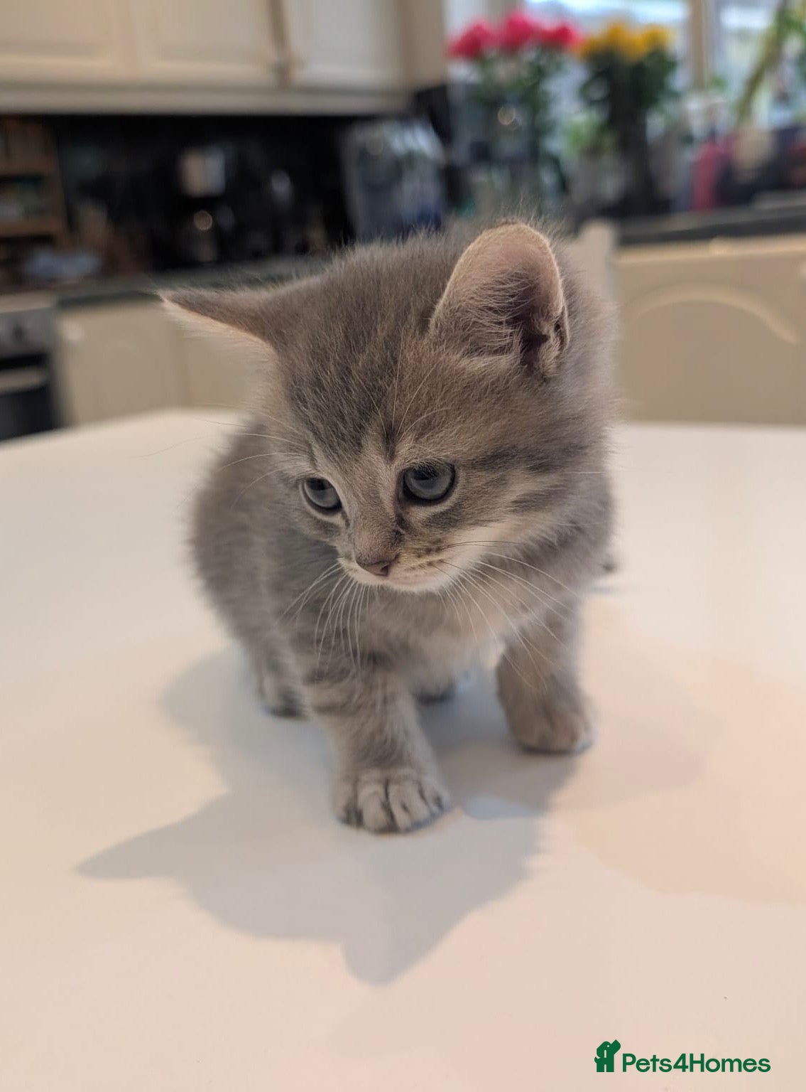 Mixed Breed cats 1 Scottish straight x fold & 1 domestic litter 🐈 - Advert 2