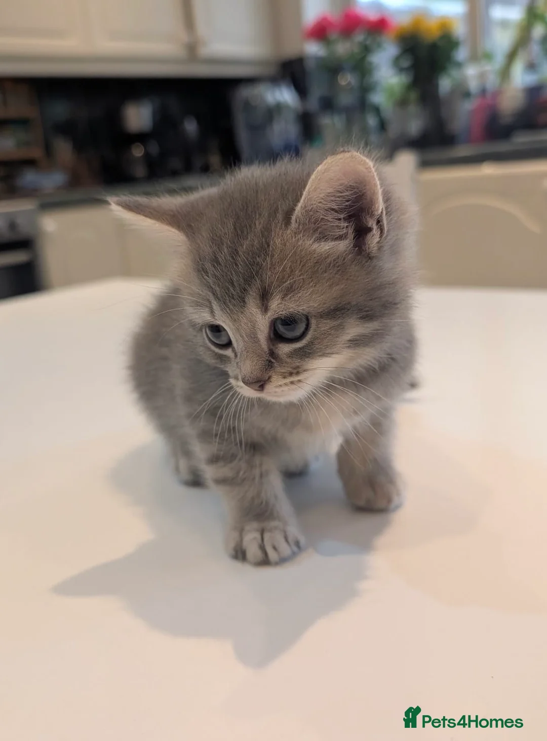 Mixed Breed cats for sale: 1 Scottish straight x fold & 1 domestic litter 🐈 - Advert 2