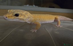 Leopard Gecko reptiles for sale: Leopard gecko for a good home - Image 8