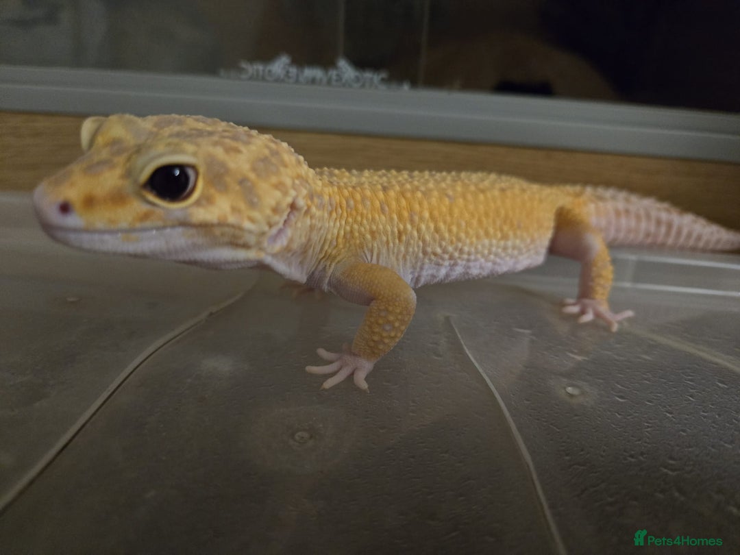 Leopard Gecko reptiles for sale: Leopard gecko for a good home - Image 8