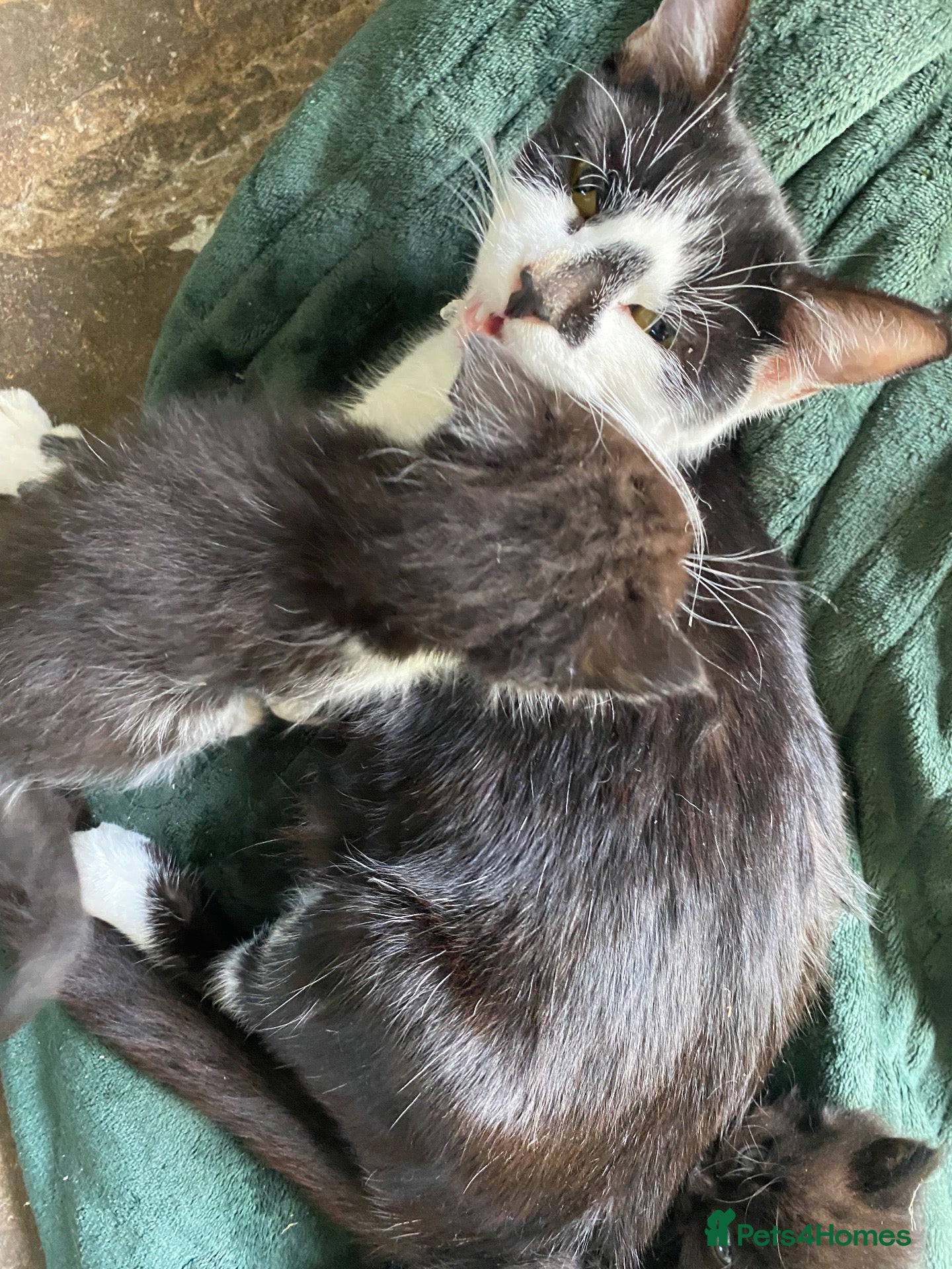 Mixed Breed cats for sale: Beautiful long haired fluffy kittens  - Advert 1