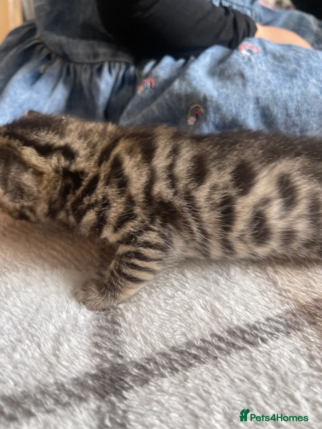 Bengal cats for sale: Bengal kittens  - Advert 1