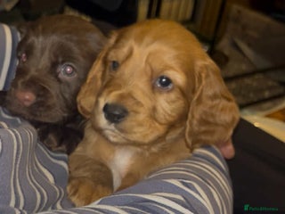 Cocker Spaniel dogs Cocker Spaniel Red Boy - Advert 2