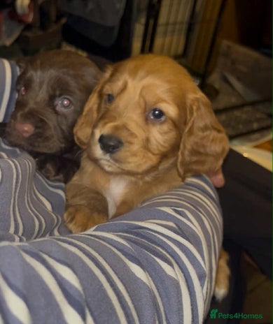 Cocker Spaniel dogs Cocker Spaniel Red Boy - Advert 2