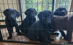 Labrador Retriever dogs for sale: kc English Labs available - Image 3