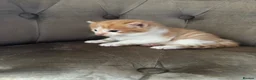 Mixed Breed cats for sale: Kittens 2girls 2boys left ginger/white ready today - Advert 11
