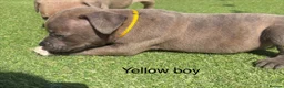Staffordshire Bull Terrier dogs for sale: Stunning litter of Staffies  in Huntingdon - Advert 3