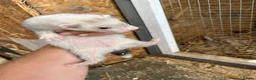 Ferret rodents for sale: Ferrets hobs and jills  in Derby - Advert 8