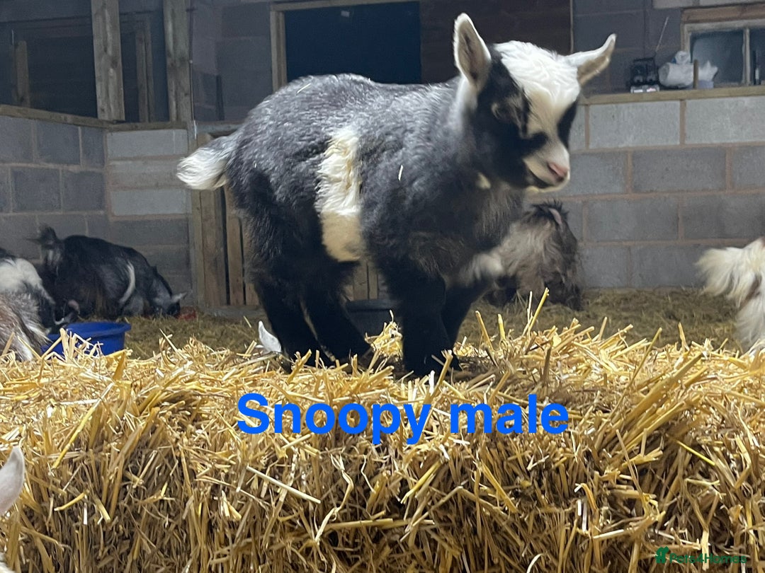 Goats livestock for sale: Pedigree Registered Pygmy Goat Kids - Advert 3