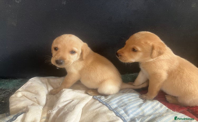 Labrador Retriever dogs - Advert 8