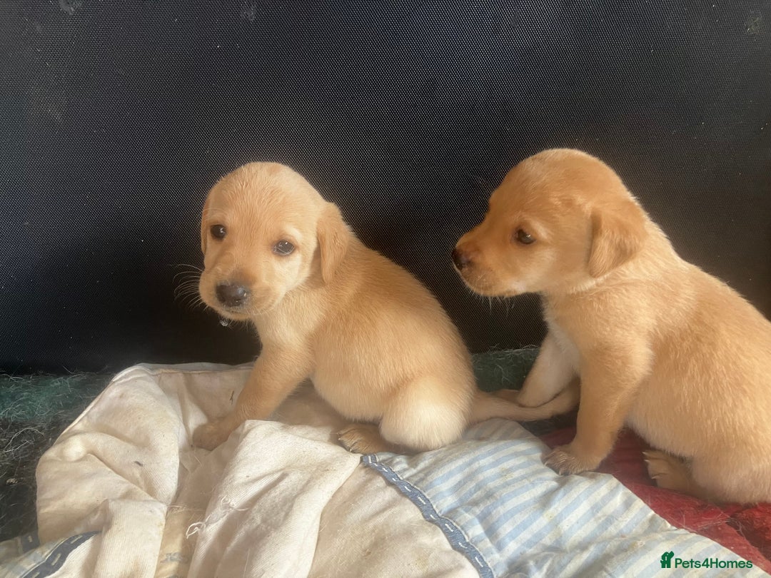 Labrador Retriever dogs for sale: Quality Labrador puppies - Image 1