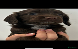 Cocker Spaniel dogs for sale: Cocker spaniel puppies for sale  - Image 1