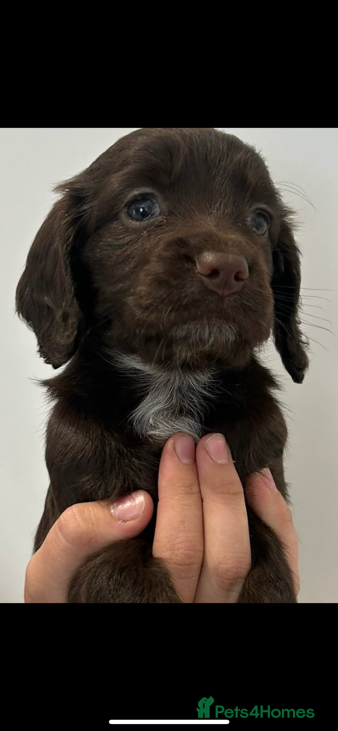 Cocker Spaniel dogs for sale: Cocker spaniel puppies for sale  - Image 1