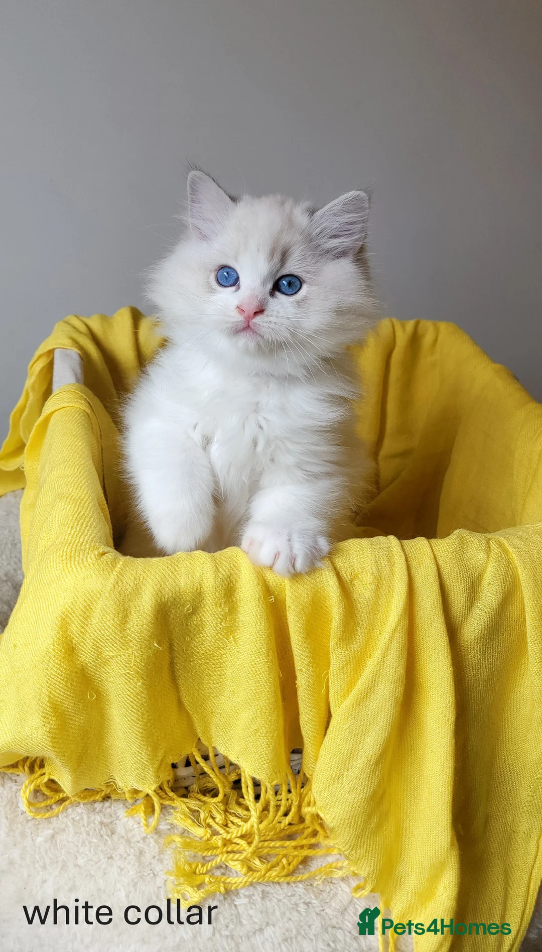 Ragdoll cats for sale: 😸Fully GCCF Certified Pedigree Ragdoll kittens💕 - Advert 27