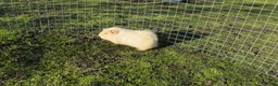 Guinea Pig rodents for sale: Male & Female guinea pigs various types & colours - Advert 6