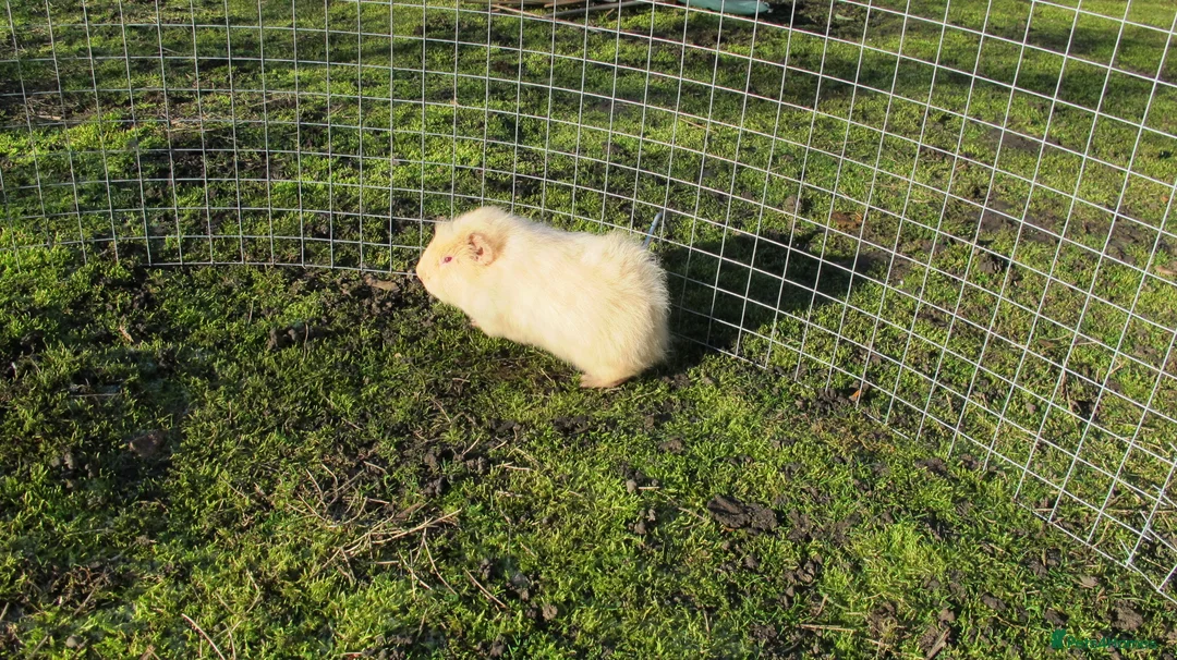 Guinea Pig rodents for sale: Male & Female guinea pigs various types & colours - Advert 6