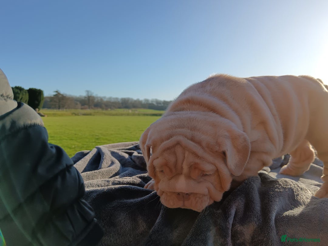 English Bulldog dogs for sale: 2 stunning males from the world famous Mr muscle  - Advert 11