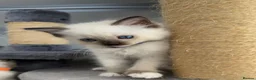 Ragdoll cats for sale: Purebred Ragdoll Kittens  - Advert 11