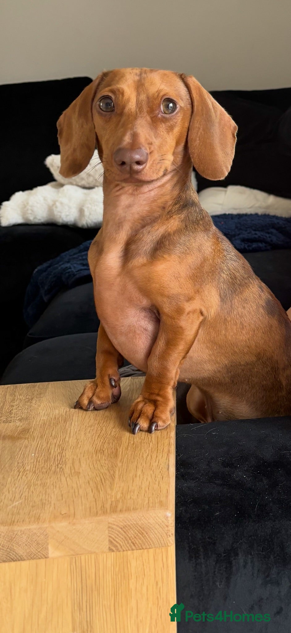 Miniature Dachshund dogs 3 year old and 2 year old miniature dachshunds - Advert 13