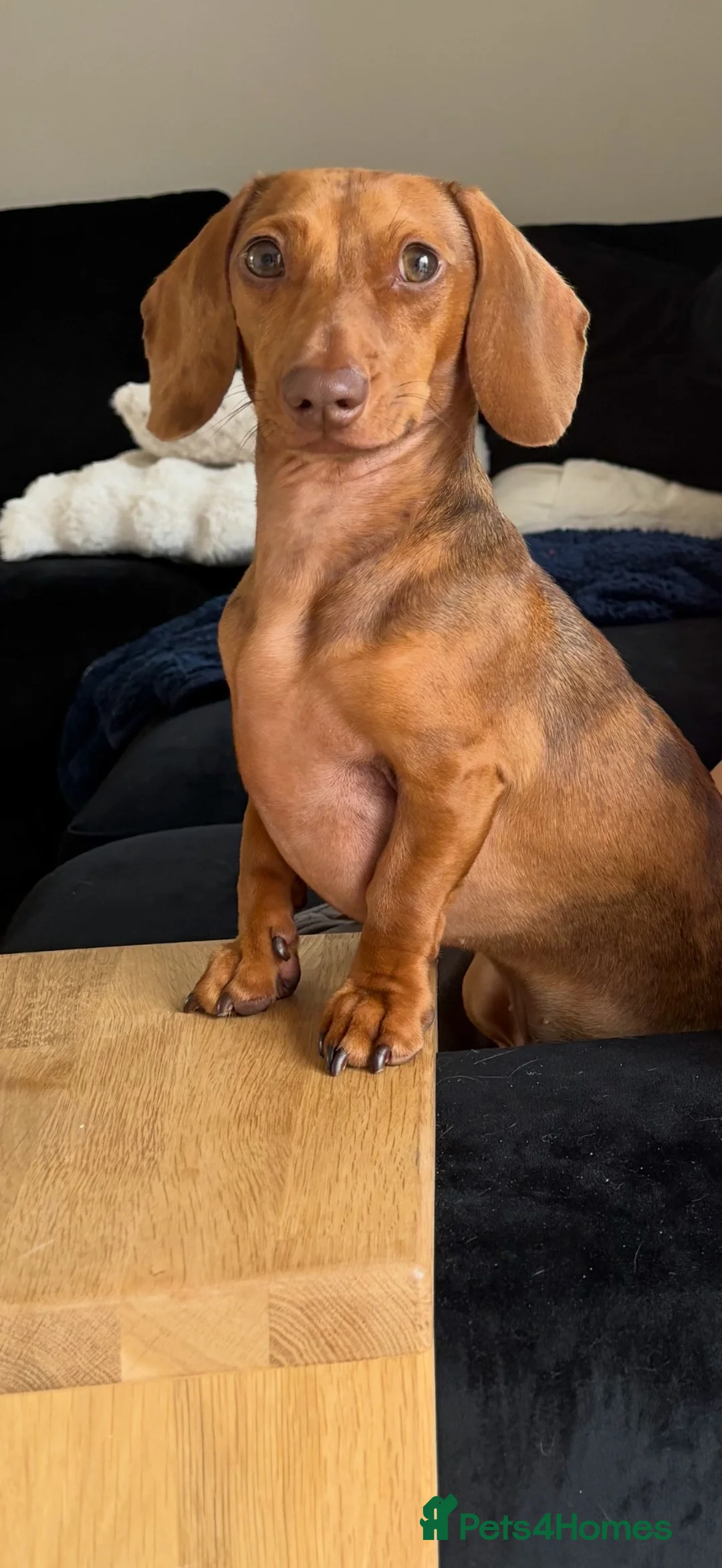 Miniature Dachshund dogs for sale: 3 year old and 2 year old miniature dachshunds - Advert 1