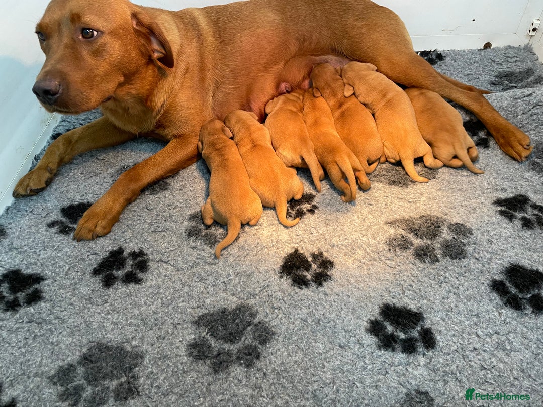 Labrador Retriever dogs for sale: Fox Red Labrador Pups For Sale - Image 4