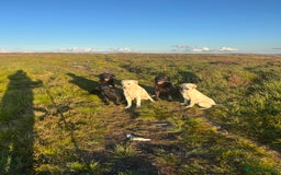 Labrador Retriever dogs for sale: Champion bred by own Ftch /ftw - Image 4