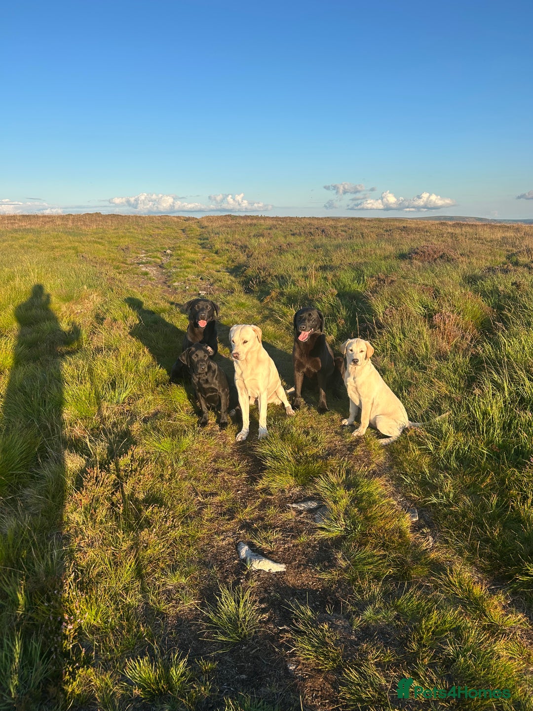 Labrador Retriever dogs for sale: Champion bred by own Ftch /ftw - Image 4