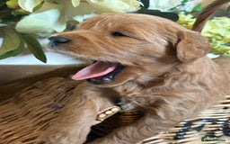 Mini Goldendoodle dogs for sale: Health tested Minature dark red/golden doodles  - Image 27