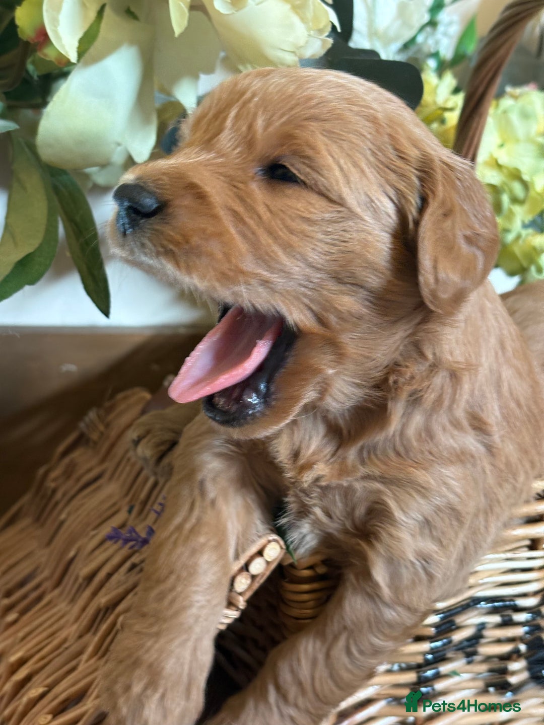 Mini Goldendoodle dogs for sale: Health tested Minature dark red/golden doodles  - Image 27