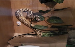 Python Snake reptiles for sale: Male Banana Pastel Python - Image 1