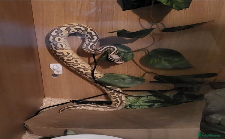 Python Snake reptiles - Advert 2
