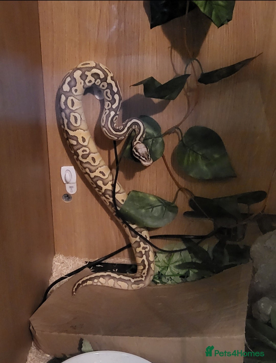 Python Snake reptiles for sale: Male Banana Pastel Python - Image 1