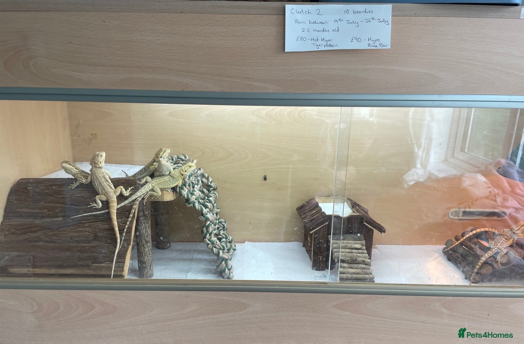 Bearded Dragon reptiles for sale: Baby Hypo Bearded Dragons - Image 7