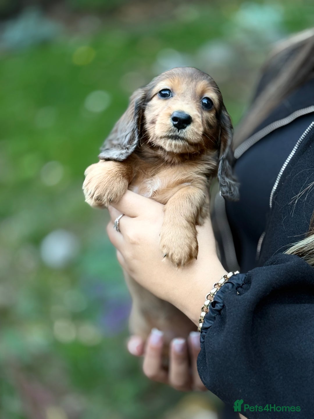 Miniature Dachshund dogs for sale: Mini long hair dapple dachshunds - Image 23