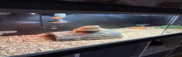 Bearded Dragon reptiles for sale: Mild mannered bearded dragon for sale  in Pontyclun - Advert 3