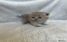 British Shorthair cats for sale: High quality GCCF registered kittens   - Image 14