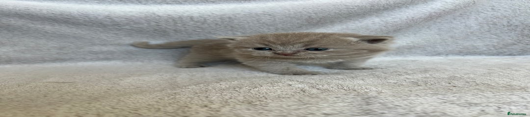 British Shorthair Kitten 4