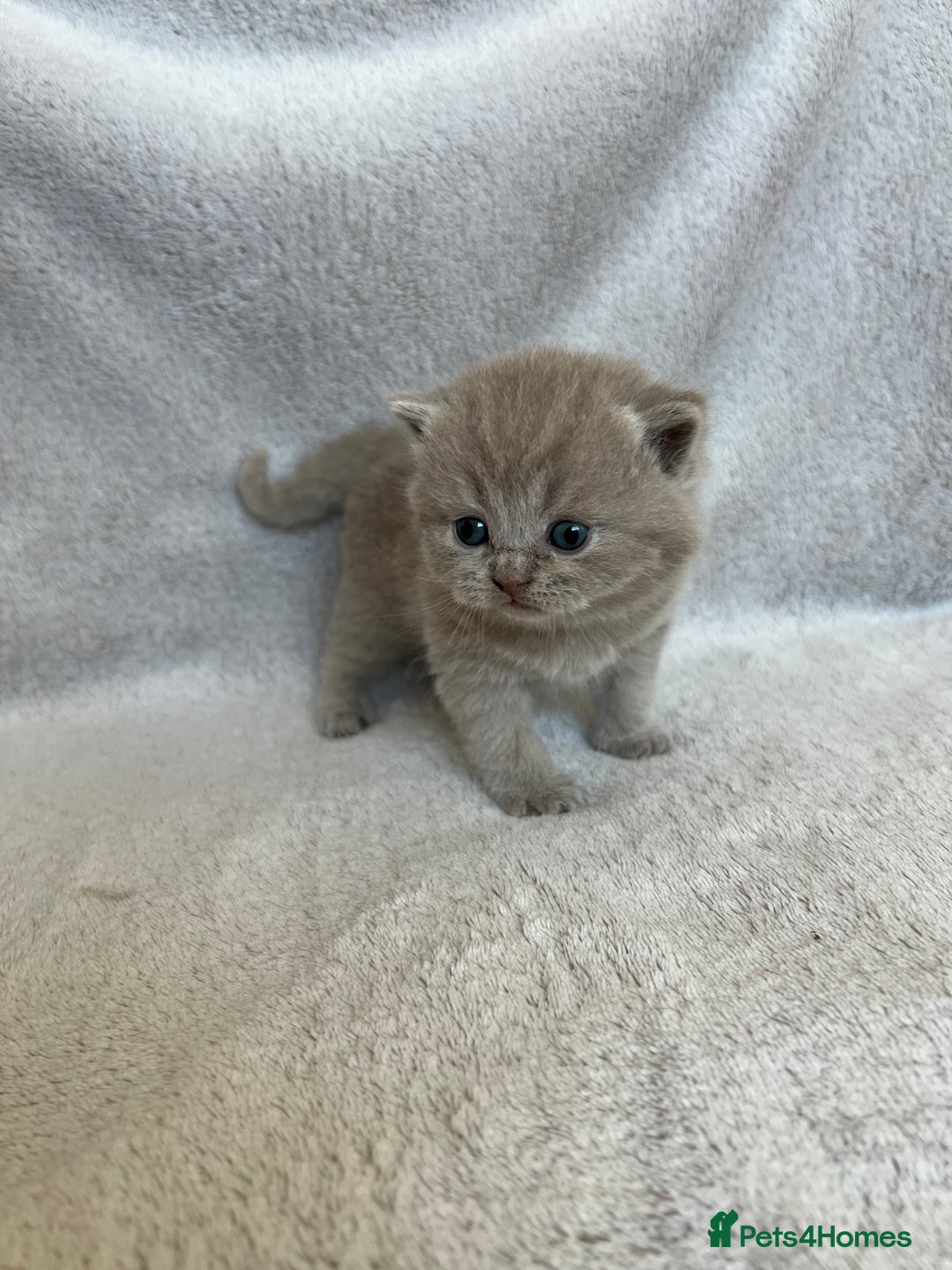 British Shorthair cats for sale: High quality GCCF registered kittens   - Image 14
