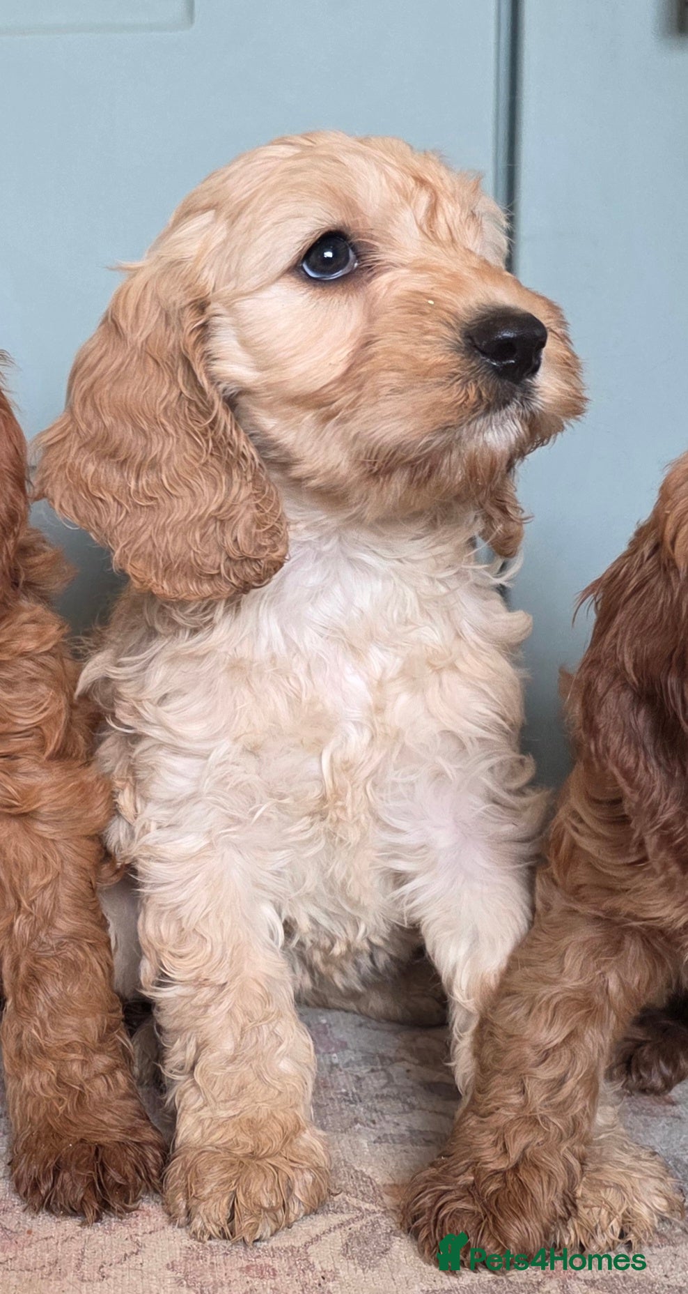 Cockapoo dogs for sale: COCKAPOO  in Blackburn - Advert 4