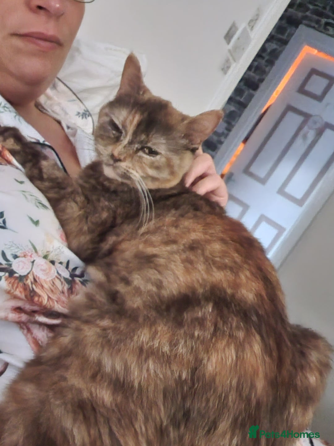 Mixed Breed cats for sale: Bsh cross maine coon - Image 16