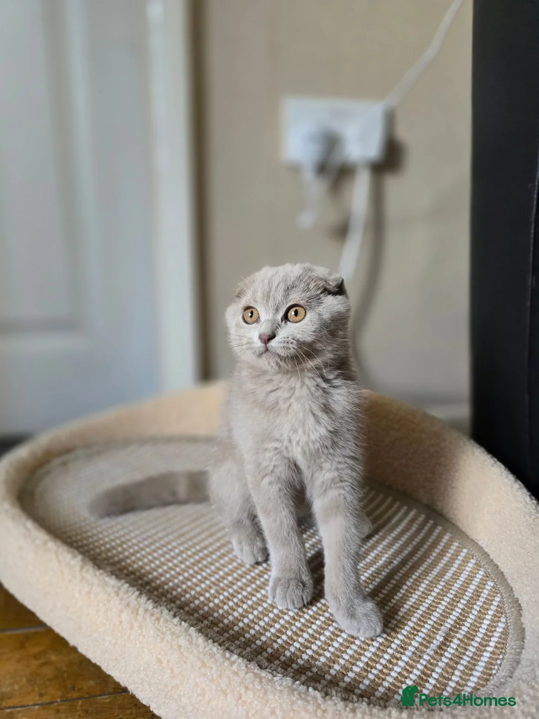 Scottish Fold cats for sale: scottish fold lilac and  blue straight female  - Advert 19
